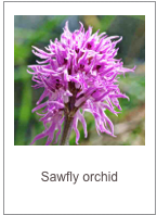 ￼Orchis italicus
Sawfly orchid