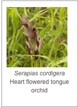 ￼Serapias cordigera
Heart flowered tongue orchid
