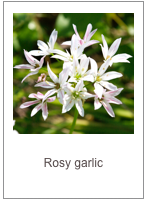 ￼Allium trifoliatum
Rosy garlic