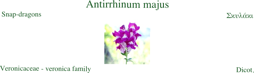 Antirrhinum majus
Snap-dragons                                                                                                      Σκυλάκι￼
Veronicaceae - veronica family                                                                                Dicot. 