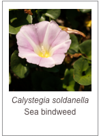 ￼Calystegia soldanella
Sea bindweed
