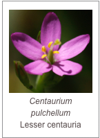 ￼Centaurium pulchellum
Lesser centauria