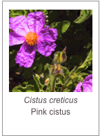 ￼Cistus creticus
Pink cistus