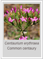 ￼Centaurium erythraea
Common centaury