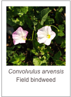 ￼Convolvulus arvensis
Field bindweed