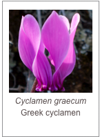 ￼Cyclamen graecum Greek cyclamen