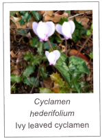 ￼Cyclamen hederifolium
Ivy leaved cyclamen