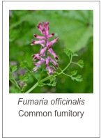 ￼Fumaria officinalis
Common fumitory