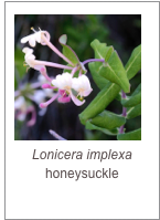 ￼Lonicera implexa
honeysuckle
