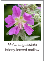 ￼Malva unguiculata
briony-leaved mallow