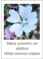 ￼Malva sylvestris var albiflora
White common mallow