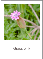 ￼Petrorhagia dubia
Grass pink