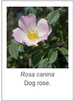 ￼Rosa canina
Dog rose.
