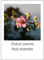 ￼Rubus sancta
Holy bramble
