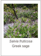 ￼Salvia fruticosa
Greek sage