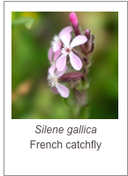 ￼Silene gallica
French catchfly
