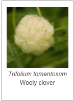 ￼Trifolium tomentosum
Wooly clover
