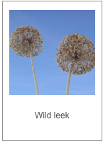 ￼Allium ampeloprasum Wild leek