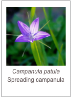 ￼Campanula patula
Spreading campanula
