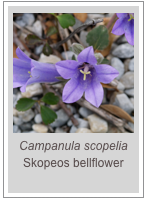 ￼Campanula scopelia
Skopeos bellflower