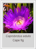 ￼Caprobrotus edulis
Cape fig