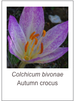 ￼Colchicum bivonae
Autumn crocus