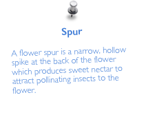 Spur

A flower spur is a narrow, hollow spike at the back of the flower which produces sweet nectar to attract pollinating insects to the flower.
