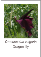 ￼Dracunculus vulgaris Dragon lily