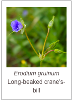 ￼Erodium gruinum
Long-beaked crane's-bill