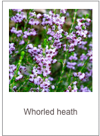 ￼Erica manipuliflora
Whorled heath