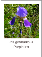 ￼Iris germanicus
Purple iris