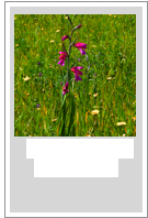 ￼Gladiolus italicus
Field gladiolus