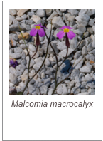￼Malcomia macrocalyx