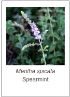 ￼Mentha spicata
Spearmint