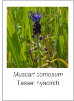 ￼Muscari comosum
Tassel hyacinth