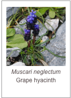 ￼Muscari neglectum
Grape hyacinth