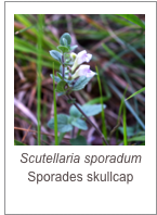 ￼Solanum elaeagnifolium
Silver-leaved nightshade