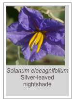 ￼Solanum elaeagnifolium
Silver-leaved nightshade