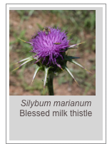 ￼Silybum marianum
Blessed milk thistle