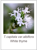 ￼T.capitata var.albiflora
White thyme