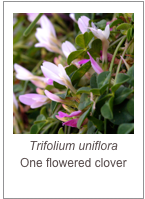 ￼Trifolium uniflora
One flowered clover