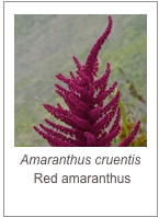 ￼Amaranthus cruentis
 Red amaranthus