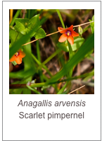 ￼Anagallis arvensis
Scarlet pimpernel