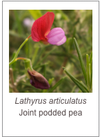 ￼Lathyrus articulatus
Joint podded pea