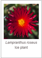 ￼Lampranthus roseus
Ice plant