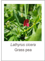 ￼Lathyrus cicera
Grass pea