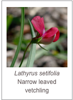 ￼Lathyrus setifolia
Narrow leaved vetchling