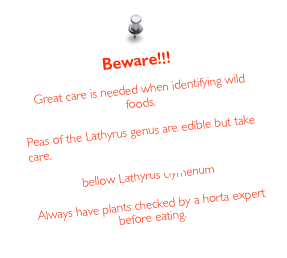 Beware!!!

Great care is needed when identifying wild foods.

Peas of the Lathyrus genus are edible but take care. 
see Lathyrism
bellow Lathyrus clymenum

Always have plants checked by a horta expert before eating.
