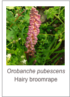 ￼Orobanche pubescens
Hairy broomrape