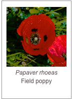 ￼Papaver rhoeas
Field poppy